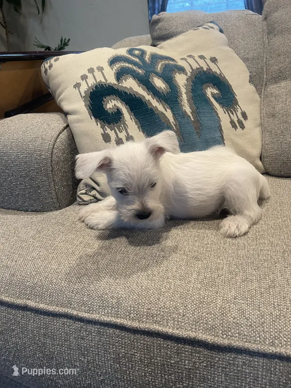 Casper – Miniature Schnauzer puppy for sale in Oklahoma City, OK