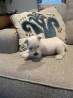 Casper, a male Miniature Schnauzer for sale in Oklahoma City, OK – 1 of 6