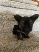 Hammy , a male Yorkshire Terrier for sale in Oklahoma City, OK – 4 of 4