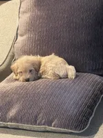 Max, a male Schnoodle for sale in Oklahoma City, OK – 2 of 5