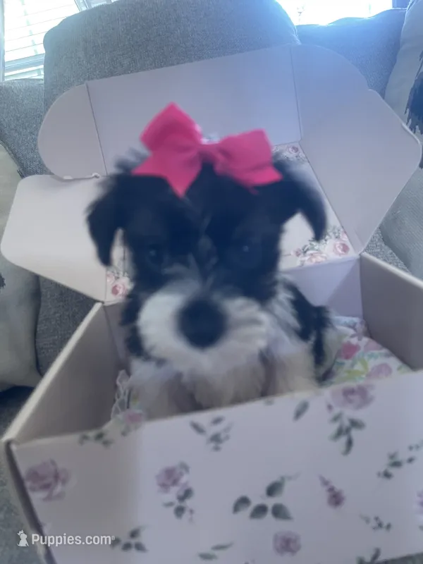 Roxy – Miniature Schnauzer puppy for sale in Oklahoma City, OK