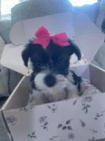 Roxy, a female Miniature Schnauzer for sale in Oklahoma City, OK – 1 of 4