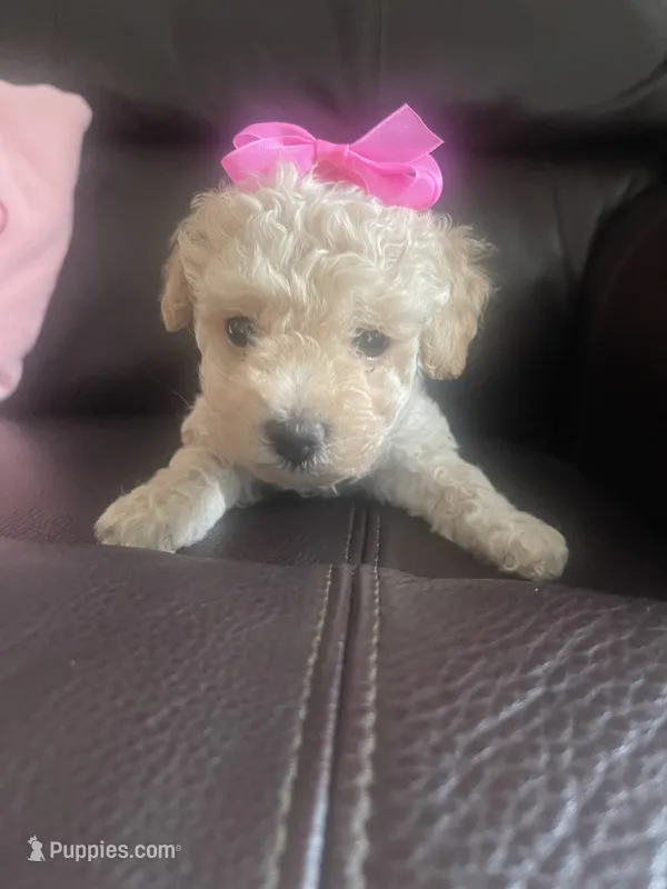 Lady – Poodle - Toy  puppy for sale in Oklahoma City, OK