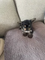 Chewy, a male Yorkshire Terrier for sale in Oklahoma City, OK – 3 of 5