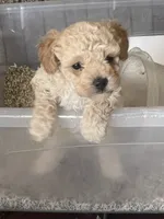 Lady, a female Poodle - Toy  for sale in Oklahoma City, OK – 2 of 4