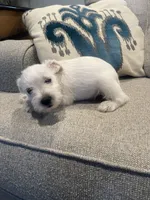 Casper, a male Miniature Schnauzer for sale in Oklahoma City, OK – 4 of 6