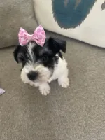 Lola, a female Miniature Schnauzer for sale in Oklahoma City, OK – 1 of 7