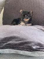 Princess, a female Yorkshire Terrier for sale in Oklahoma City, OK – Photo 5 of 5