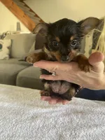 Princess, a female Yorkshire Terrier for sale in Oklahoma City, OK – Photo 1 of 5