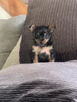 Princess, a female Yorkshire Terrier for sale in Oklahoma City, OK – Photo 4 of 5