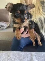 Princess, a female Yorkshire Terrier for sale in Oklahoma City, OK – Photo 2 of 5