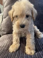 Max, a male Schnoodle for sale in Oklahoma City, OK – 5 of 5