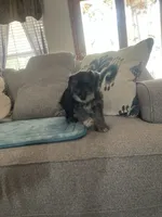 Pete, a male Miniature Schnauzer for sale in Oklahoma City, OK – 5 of 7