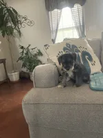 Pete, a male Miniature Schnauzer for sale in Oklahoma City, OK – 6 of 7