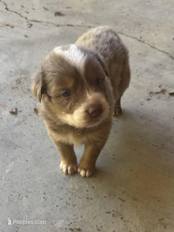 Female 3 – Australian Shepherd puppy for sale in Lumberton, MS