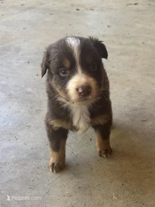Female 4 – Australian Shepherd puppy for sale in Lumberton, MS