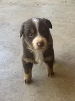 Female 4, a female Australian Shepherd for sale in Lumberton, MS – 1 of 1