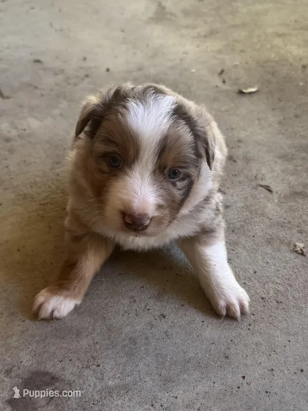 Female 2 – Australian Shepherd puppy for sale in Lumberton, MS