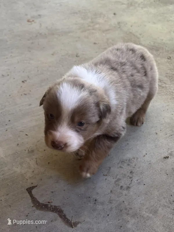 Female 1 – Australian Shepherd puppy for sale in Lumberton, MS