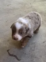 Female 1, a female Australian Shepherd for sale in Lumberton, MS – 1 of 1