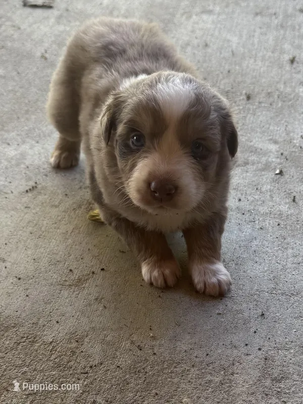 Male  – Australian Shepherd puppy for sale in Lumberton, MS