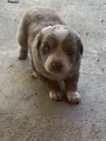 Male , a male Australian Shepherd for sale in Lumberton, MS – 1 of 1
