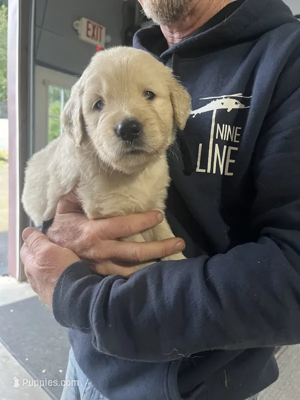 Goldie – Golden Retriever, English Cream Golden Retriever puppy for sale in Newark, OH