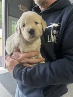 Goldie, a female Golden Retriever and English Cream Golden Retriever for sale in Newark, OH – 1 of 1