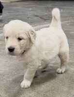 Biscuit, a male Golden Retriever and English Cream Golden Retriever for sale in Newark, OH – 1 of 1