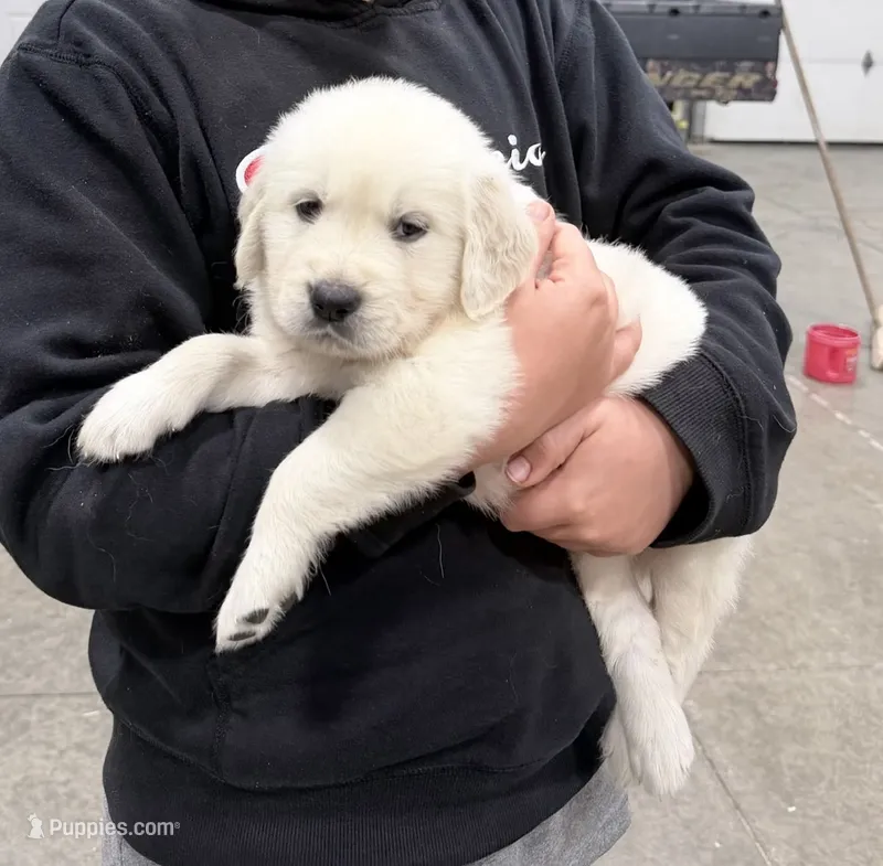 Bruno – English Cream Golden Retriever puppy for sale in Newark, OH