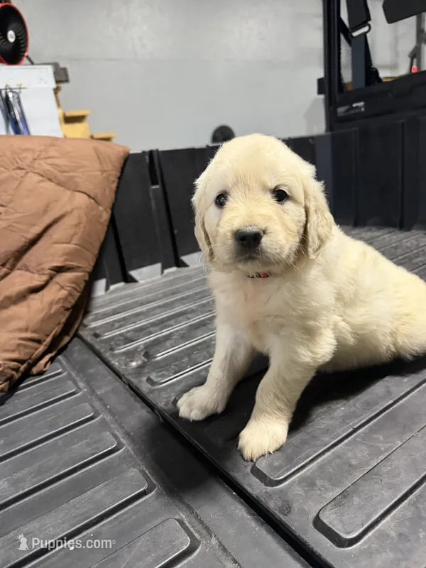 Sunny – Golden Retriever, English Cream Golden Retriever puppy for sale in Newark, OH