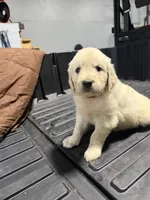 Sunny, a female Golden Retriever and English Cream Golden Retriever for sale in Newark, OH – 1 of 1