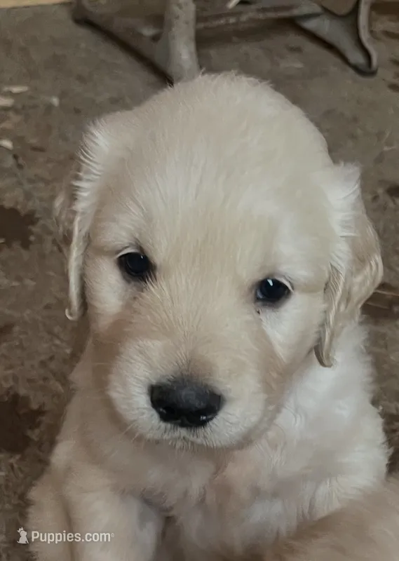 Little Peanut  – English Cream Golden Retriever puppy for sale in Newark, OH