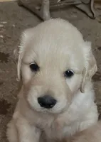 Little Peanut , a female English Cream Golden Retriever for sale in Newark, OH – 1 of 1