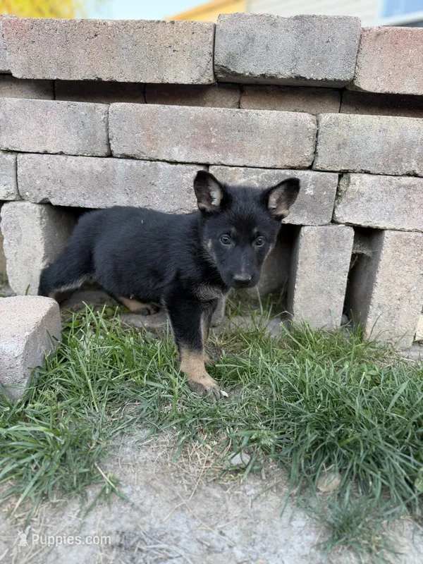 Red Girl  – German Shepherd Dog puppy for sale in Fishers, IN
