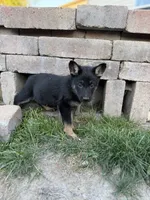 Red Girl , a female German Shepherd Dog for sale in Fishers, IN – 1 of 2