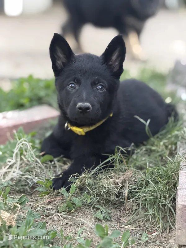 Yellow girl – German Shepherd Dog puppy for sale in Fishers, IN