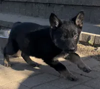 Green male , a male German Shepherd Dog for sale in Fishers, IN – 1 of 3