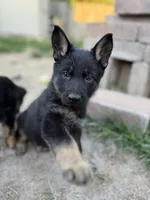 Red Girl , a female German Shepherd Dog for sale in Fishers, IN – 2 of 2