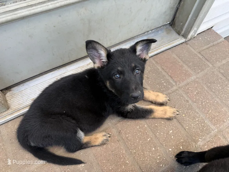 Red Girl  – German Shepherd Dog puppy for sale in Fishers, IN