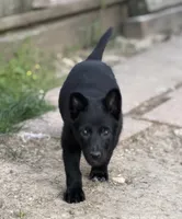 Yellow girl, a female German Shepherd Dog for sale in Fishers, IN – 2 of 2