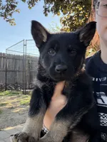 Green male , a male German Shepherd Dog for sale in Fishers, IN – 3 of 3