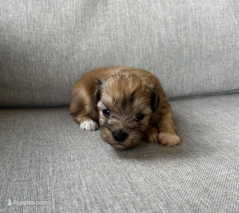 Boots – Miniature Schnauzer puppy for sale in Lafayette, LA