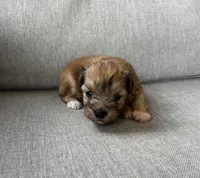 Boots, a male Miniature Schnauzer for sale in Lafayette, LA – 1 of 1