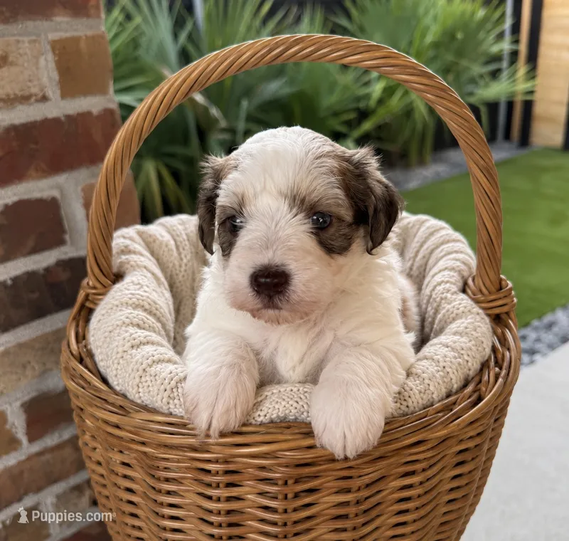 Leo – Miniature Schnauzer puppy for sale in Lafayette, LA