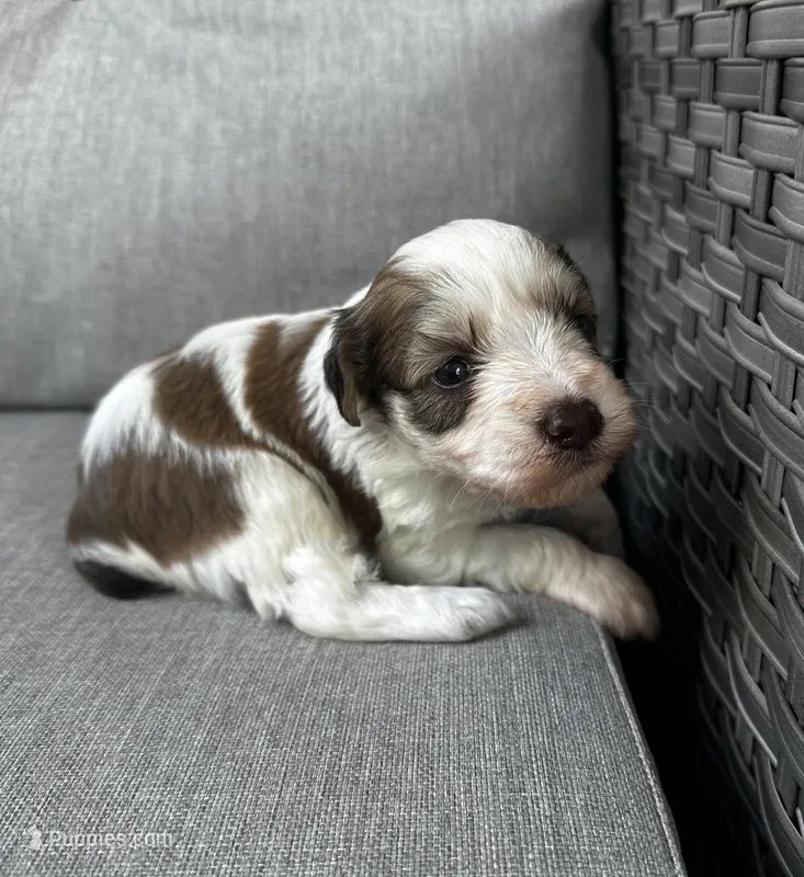Leo – Miniature Schnauzer puppy for sale in Lafayette, LA
