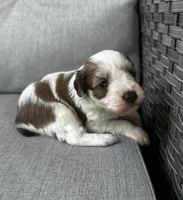 Leo, a male Miniature Schnauzer for sale in Lafayette, LA – 1 of 1