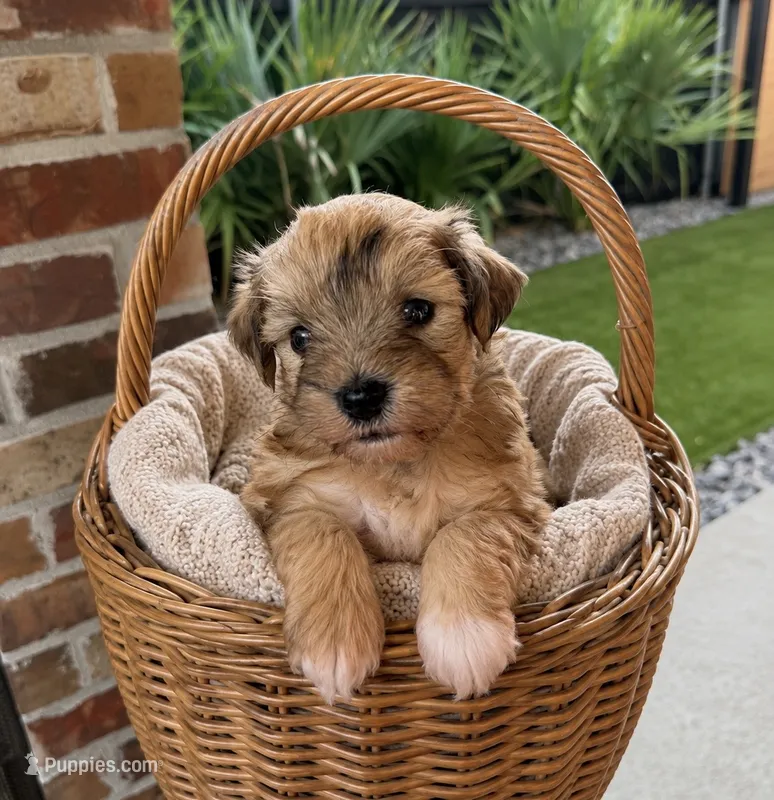 Boots – Miniature Schnauzer puppy for sale in Lafayette, LA