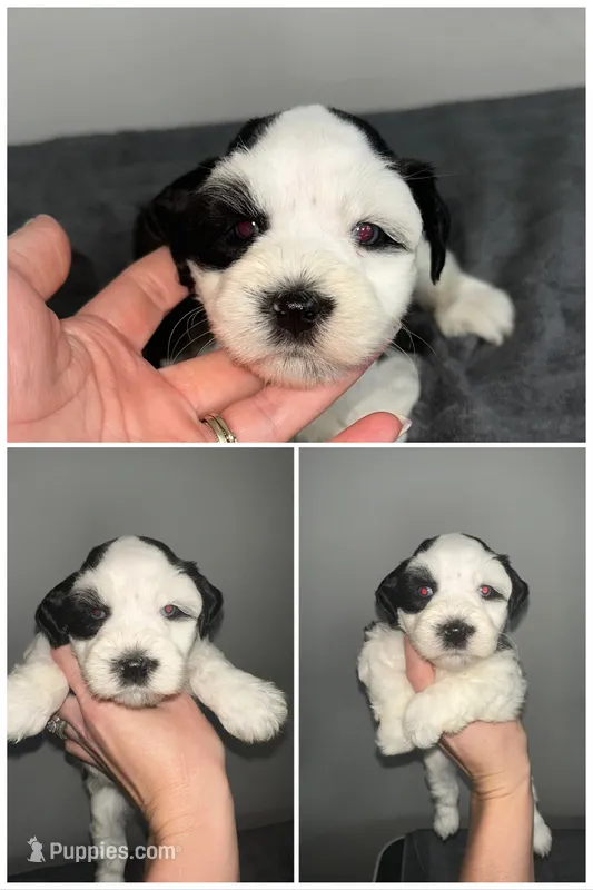 Snoopy – Miniature Schnauzer puppy for sale in Lafayette, LA