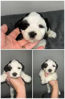 Snoopy, a male Miniature Schnauzer for sale in Lafayette, LA – 1 of 1